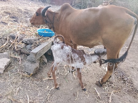 પેલું.વેતર.નીચે.