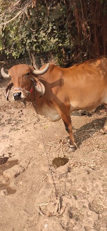 ગાય વેચવાની છે