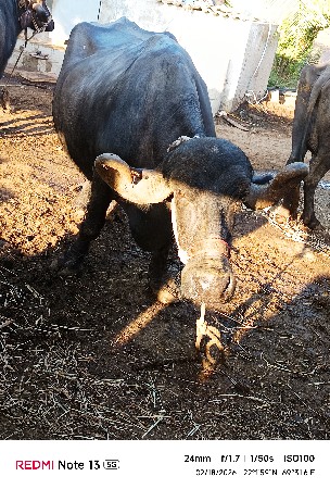 थंबनेल 2