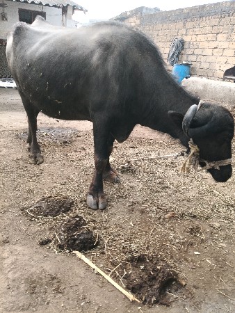 બીજું વેતર