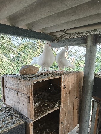 kabutar vech vana he.........1