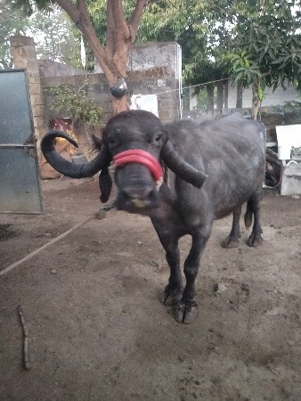 थंबनेल 3