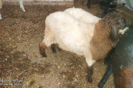 ઘેટા વેચવાના સે