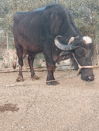 थंबनेल 2