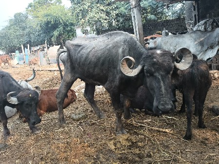 थंबनेल 2