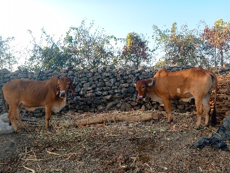 थंबनेल 2