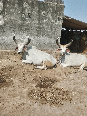 थंबनेल 3