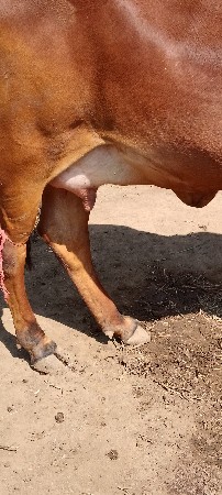 વેચવાની