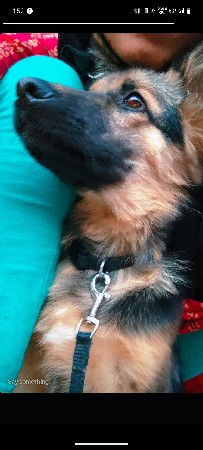 જર્મન શેફર્ડ કૂતરી