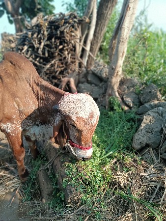 ગોધલો સાલું સે.