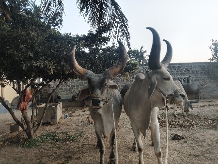 થંબનેલ 3