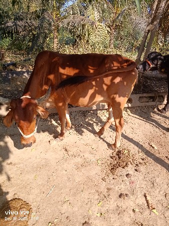 ગાય વેચવાની છે