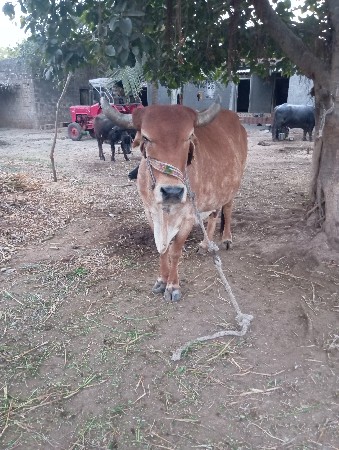 વેચવાની છે