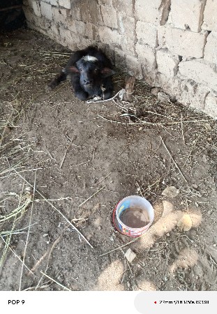 ભેંસ વેચવાની છે