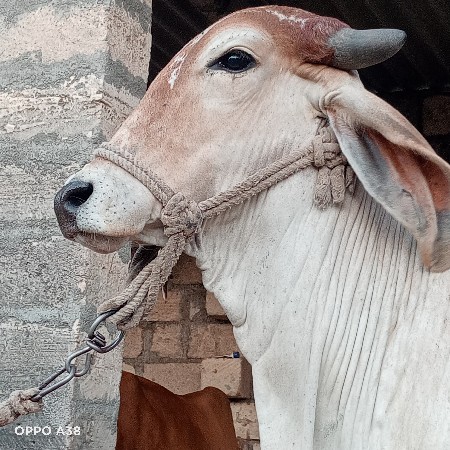 હોડકી  દેવાની છે  ૫ મહીના