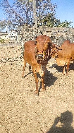 થંબનેલ 3