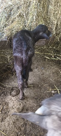 2વેતર દૂધ 7લિટર  8દિવસ ની વિયાn