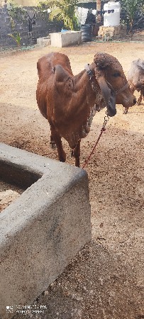 थंबनेल 3