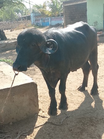 थंबनेल 2