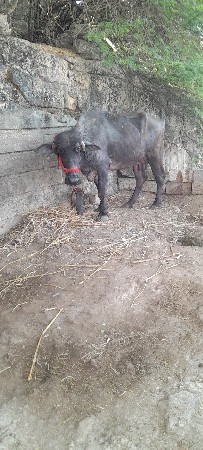 ખડેલી વેસવા ની સૈ