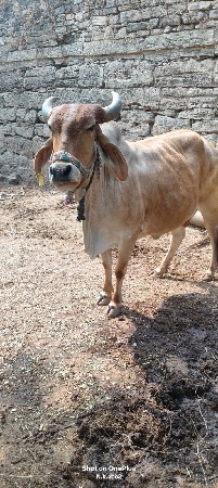 ગાય વેચવાની છે