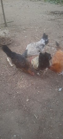 વેચવાના છે