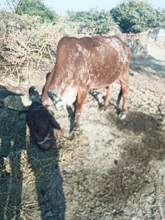 થંબનેલ 2