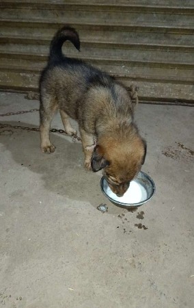 કૂતરો વેચવાનો છે