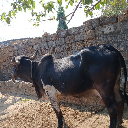 ગાય  વેચવાની છે