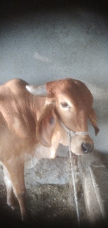 થંબનેલ 3