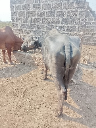 थंबनेल 2