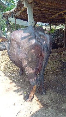 थंबनेल 3