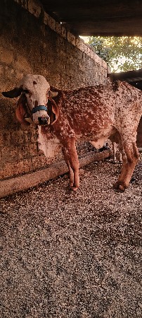 કાબરી ઓડકી વેચવાની છે