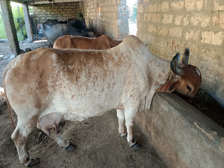 થંબનેલ 3