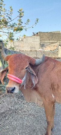 थंबनेल 2