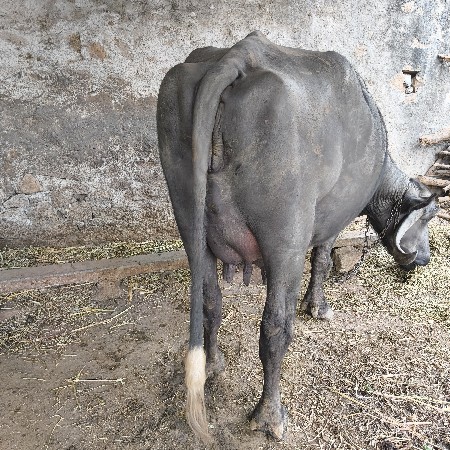 थंबनेल 2