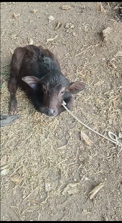 थंबनेल 3