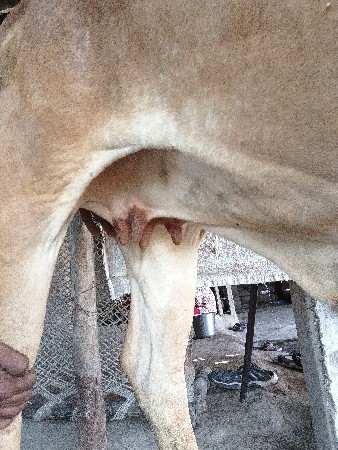 પેલા વેતરની ઓડકી