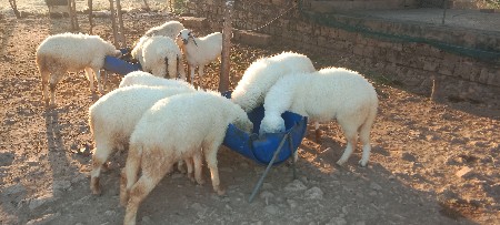 થંબનેલ 3