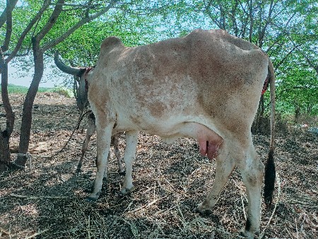 થંબનેલ 2