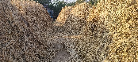 નીણ વેસવાની છે