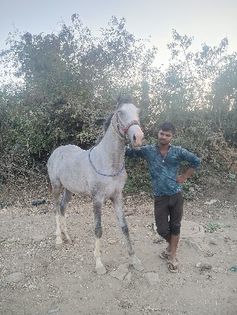 थंबनेल 2