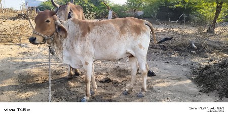 थंबनेल 2