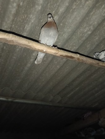 थंबनेल 3