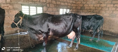 થંબનેલ 2