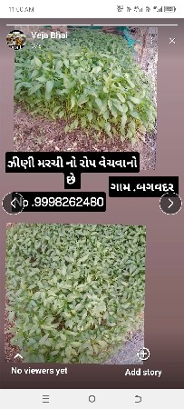 જીણી‌ મરચી નો રોપ