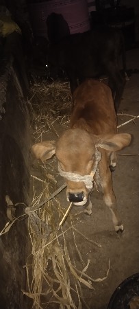 थंबनेल 2