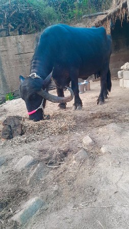 ભેસ વેસવા ની સે