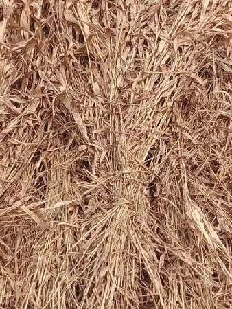 જુવાર નો ચારો વેચવાનો છે