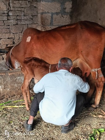 ટોટલ ચાર ગાયો વેચવાની છે